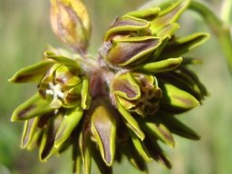 Periglossum angustifolium flowers